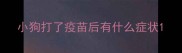 小狗打了疫苗后有什么症状