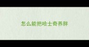 怎么能把哈士奇养胖