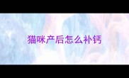 猫咪产后怎么补钙