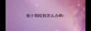 被小狗咬到怎么办啊