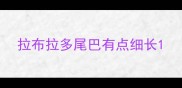 拉布拉多尾巴有点细长