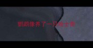 鹦鹉像养了一只哈士奇