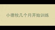 小德牧几个月开始训练