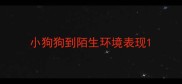 小狗狗到陌生环境表现