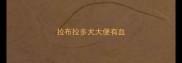 拉布拉多犬大便有血
