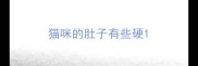 猫咪的肚子有些硬
