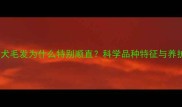 金毛犬毛发为什么特别顺直科学品种特征与养护指南