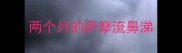 两个月的萨摩流鼻涕