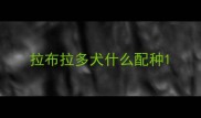 拉布拉多犬什么配种