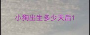 小狗出生多少天后