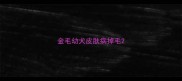 金毛幼犬皮肤病掉毛
