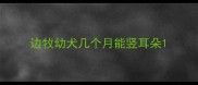 边牧幼犬几个月能竖耳朵