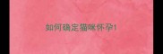 如何确定猫咪怀孕