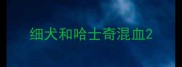 细犬和哈士奇混血