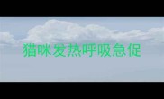 猫咪发热呼吸急促