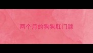 两个月的狗狗肛门腺