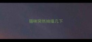 猫咪突然抽搐几下