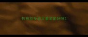 拉布拉多幼犬着凉能好吗