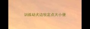 训练幼犬边牧定点大小便