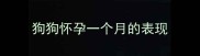 狗狗怀孕一个月的表现