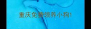 重庆免费领养小狗