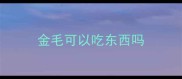 金毛可以吃东西吗