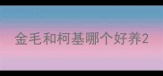 金毛和柯基哪个好养