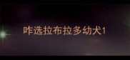 咋选拉布拉多幼犬