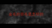 金毛的颈毛是怎样的