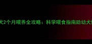 法国斗牛犬2个月喂养全攻略科学喂食指南助幼犬健康成长