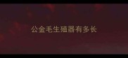 公金毛生殖器有多长