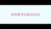 狗狗夏季防蚊虫边牧