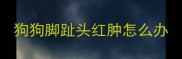 狗狗脚趾头红肿怎么办