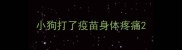 小狗打了疫苗身体疼痛