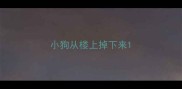 小狗从楼上掉下来