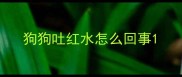 狗狗吐红水怎么回事