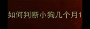 如何判断小狗几个月