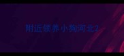附近领养小狗河北