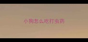 小狗怎么吃打虫药