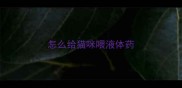 怎么给猫咪喂液体药