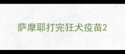 萨摩耶打完狂犬疫苗