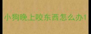 小狗晚上咬东西怎么办