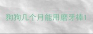 狗狗几个月能用磨牙棒