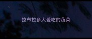拉布拉多犬爱吃的蔬菜