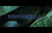 狗狗特别瘦怎么办