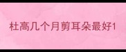 杜高几个月剪耳朵最好