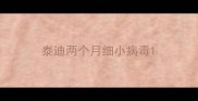 泰迪两个月细小病毒