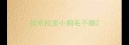 拉布拉多小狗毛不顺