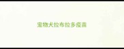 宠物犬拉布拉多疫苗