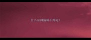 什么品种猫咪不掉毛